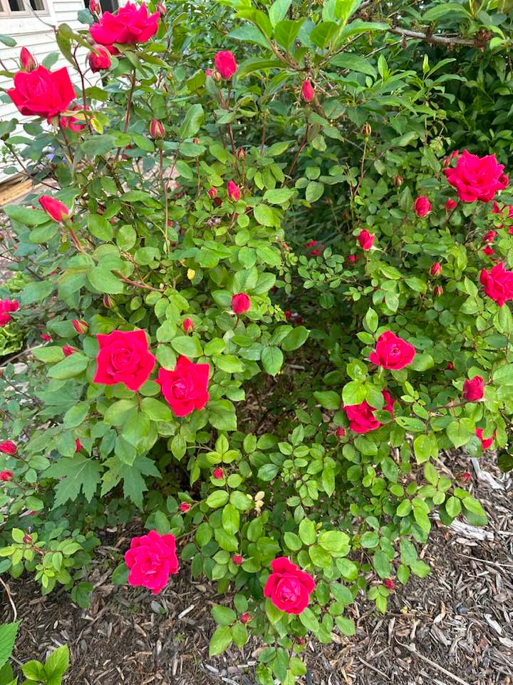 Trên trang cá nhân, bà Liên Phạm hé lộ một vài hình ảnh không gian sống ở Mỹ khiến bạn bè thích thú. Ảnh: FBNV