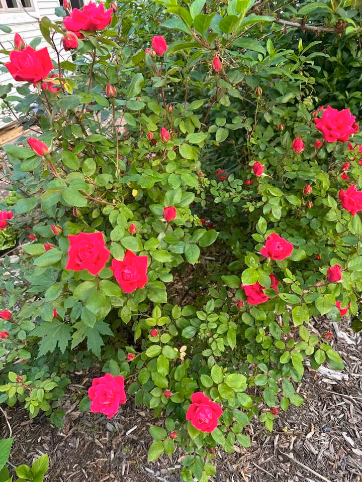 Trên trang cá nhân, bà Liên Phạm hé lộ một vài hình ảnh không gian sống ở Mỹ khiến bạn bè thích thú. Ảnh: FBNV