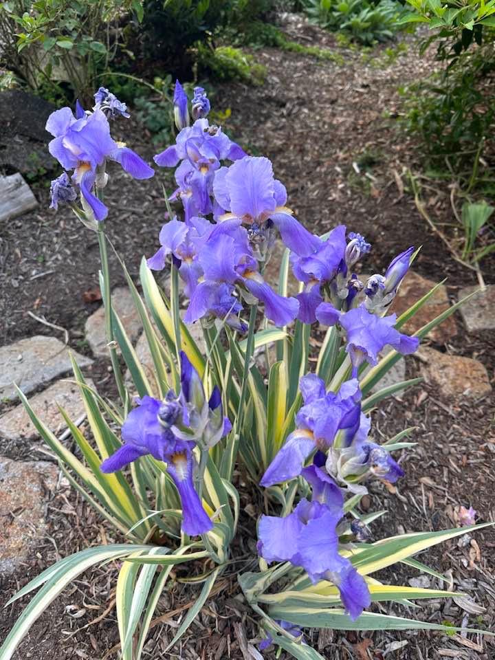 Hoa tím đẹp mộng mơ. Ảnh: FBNV