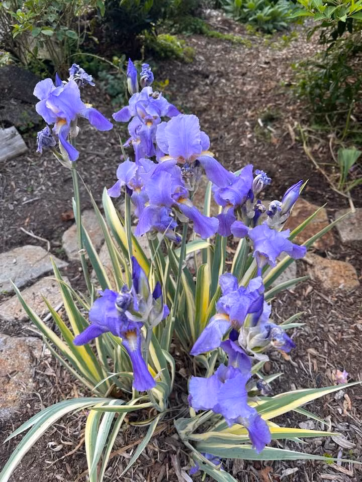 Hoa tím đẹp mộng mơ. Ảnh: FBNV