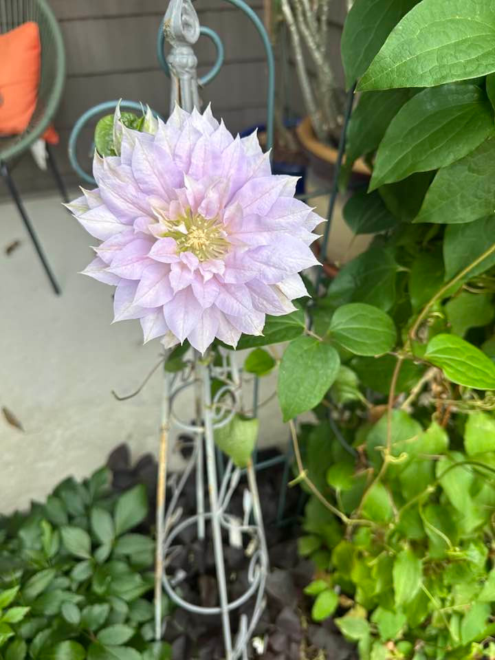 Nhiều người tấm tắc khen khu vườn của bà bầu sô thật đẹp và bình yên. Ảnh: FBNV