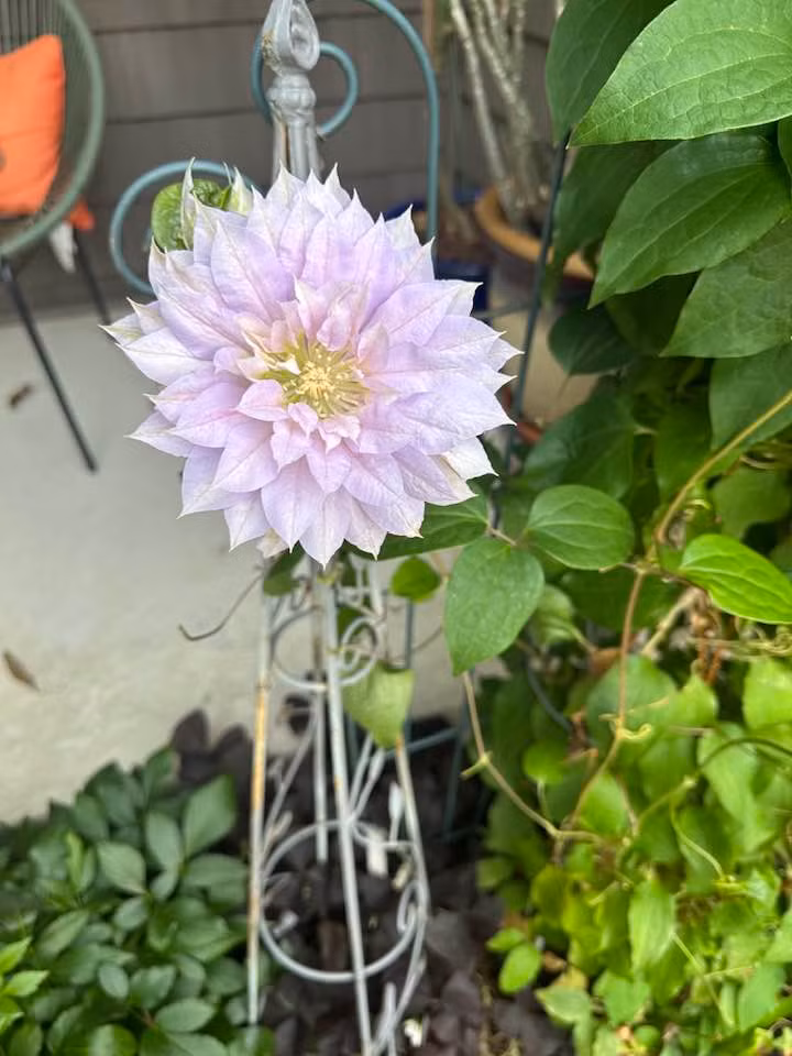 Nhiều người tấm tắc khen khu vườn của bà bầu sô thật đẹp và bình yên. Ảnh: FBNV