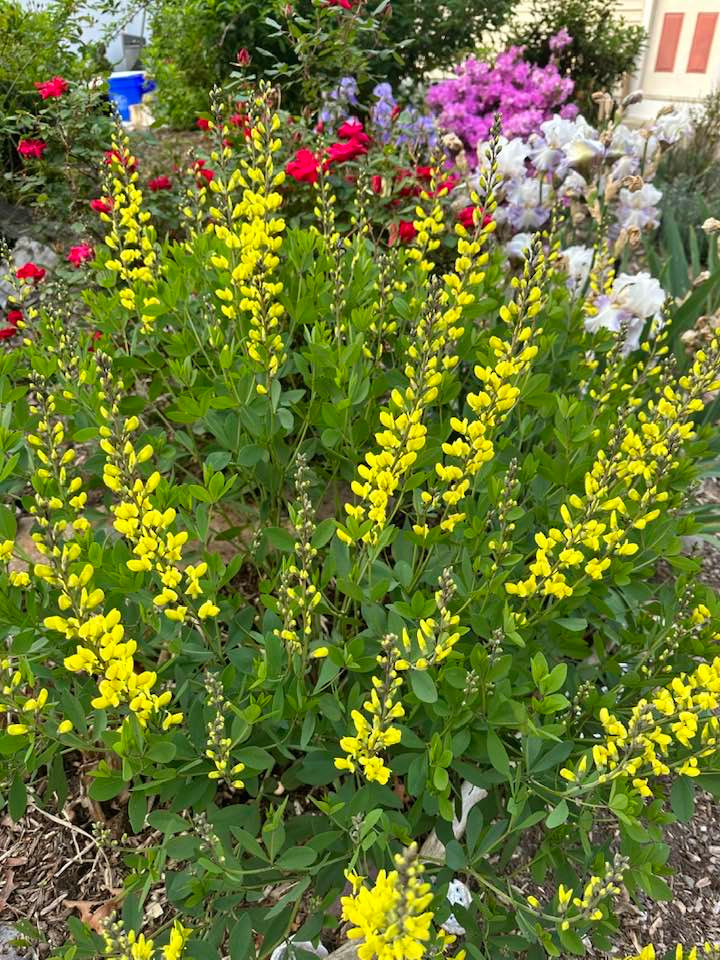 Là người yêu cây và hoa, bầu sô Liên Phạm trồng cả một vườn hoa trong nhà. Ảnh: FBNV