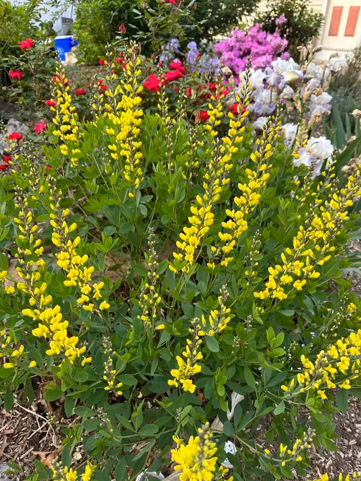 Là người yêu cây và hoa, bầu sô Liên Phạm trồng cả một vườn hoa trong nhà. Ảnh: FBNV