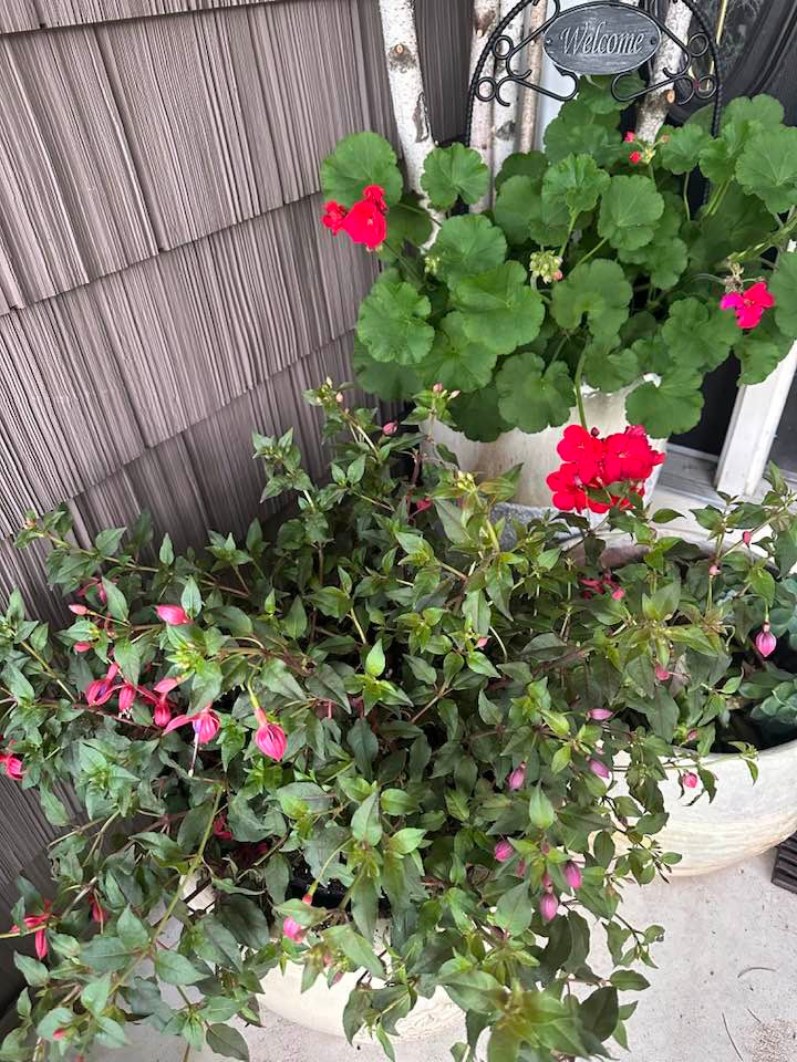 Từng khóm hoa đua nhau khoe sắc. Ảnh: FBNV