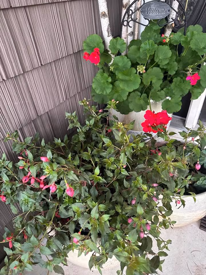 Từng khóm hoa đua nhau khoe sắc. Ảnh: FBNV