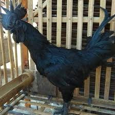 Gà nuôi khoảng 6 tháng là bắt đầu sinh sản, trứng cũng được bán với giá cao. Ảnh: Pet Ken