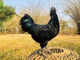 Theo chia sẻ của người dân, gà sau khi nuôi từ 7 đến 8 tháng là có thể xuất bán thương phẩm, trọng lượng từ 1,7kg đến 2kg/con. Ảnh: Pet Ken