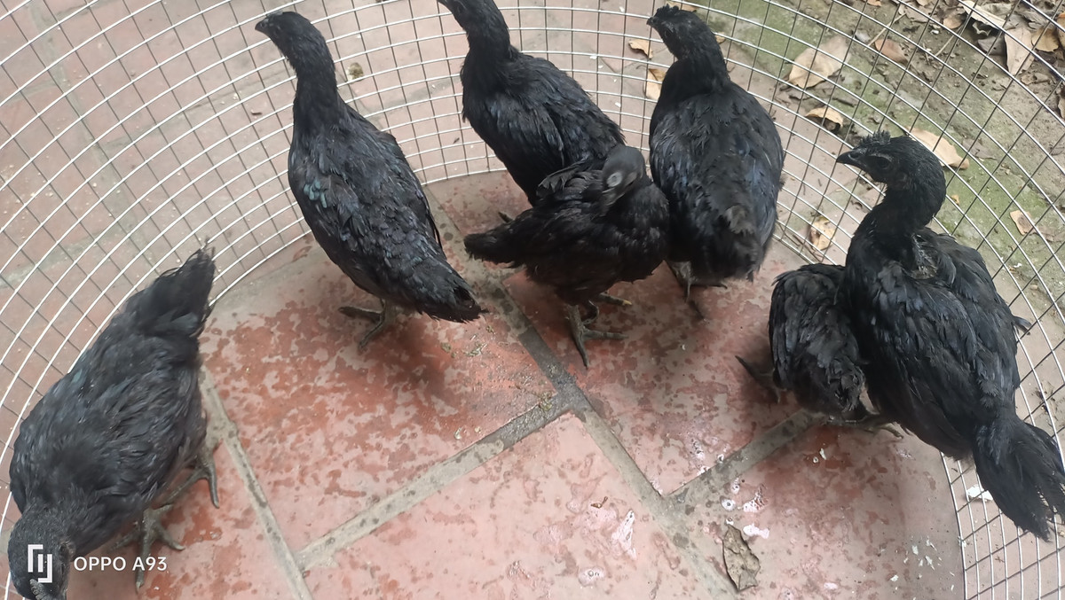 Giống gà mặt quỷ (còn được gọi Ayam Cemani) từng "làm mưa làm gió" tại nhiều thị trường bởi mức giá đắt đỏ. Có thời kỳ, giống gà này được rao bán lên tới 4.999 USD (khoảng hơn 100 triệu đồng) 1 cặp vì mức độ quý hiếm. Ảnh: Facebook