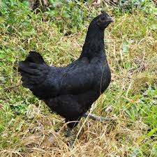 Để sở hữu gà mặt quỷ tại Việt Nam, người mua phải bỏ ra khoảng 2 triệu đồng/con (gà thương phẩm). Trong khi đó, giá gà giống khoảng vài trăm nghìn đồng tùy loại. Ảnh: Facebook