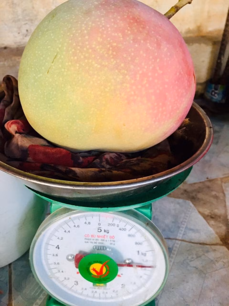 Xoài Úc có kích thước khá to, hình dáng tròn tròn như trái táo lại có màu đỏ hồng bắt mắt.