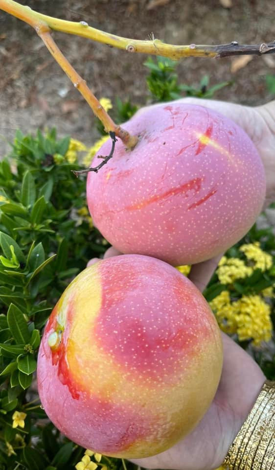 Thực chất, đây là giống xoài Úc rất phổ biến ở vùng đất xoài Cam Lâm.