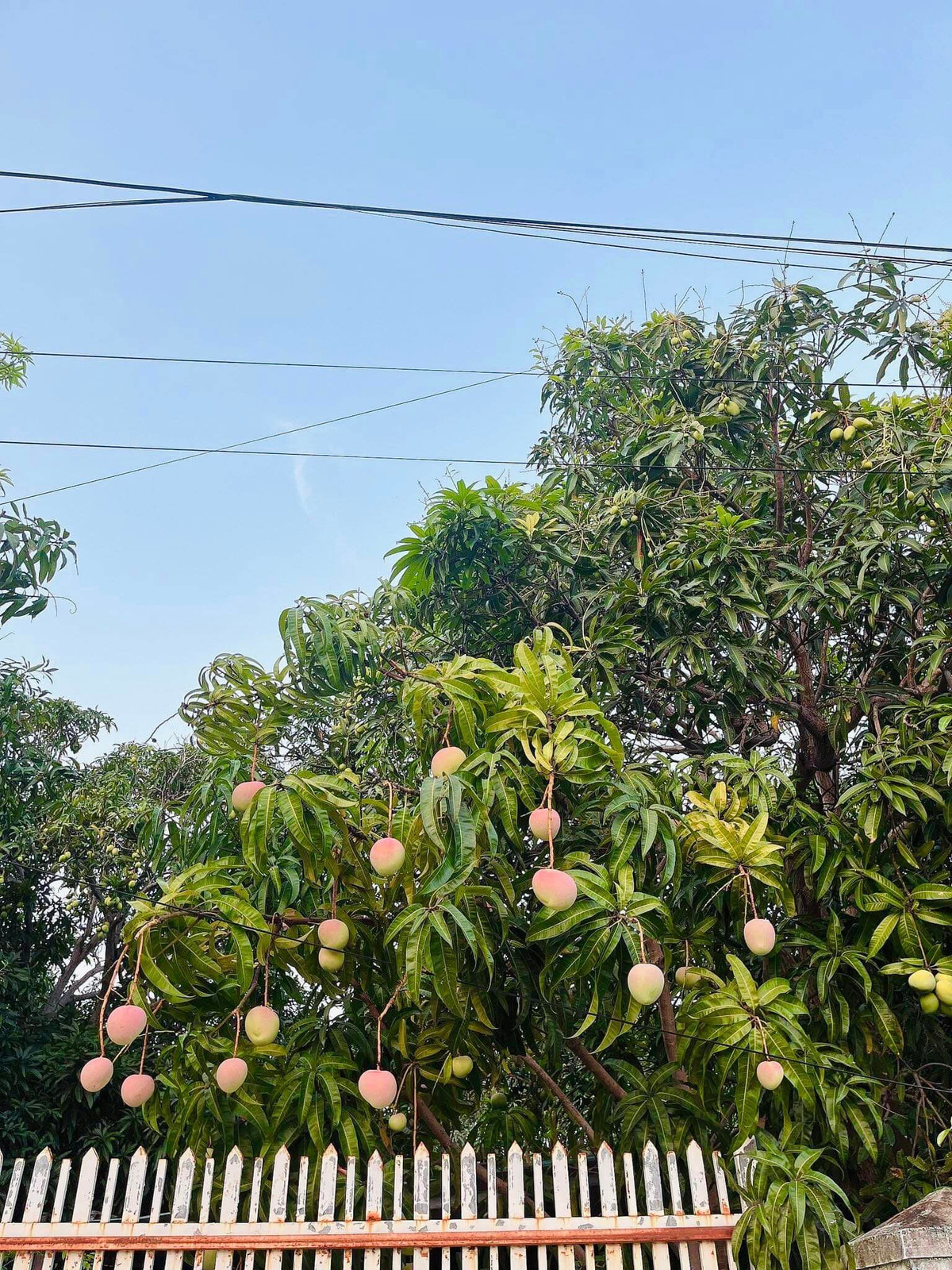 Từ tháng 4 đến tháng 7 hàng năm là mùa thu hoạch xoài chín.