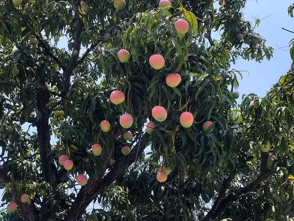 Những ngày gần đây, mạng xã hội không khỏi xôn xao trước hình ảnh một cây xoài sai trĩu cành, cho quả màu đỏ hồng đẹp mắt