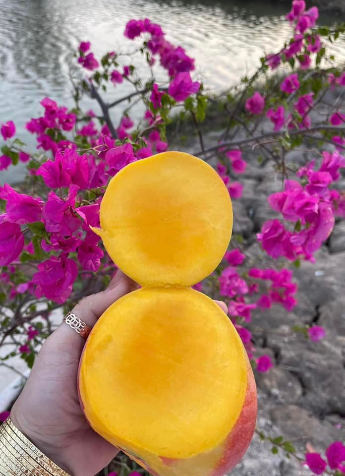 Xoài Úc có đặc trưng khác biệt là hạt nhỏ, độ ngọt vừa phải không gắt, lại ít xơ.