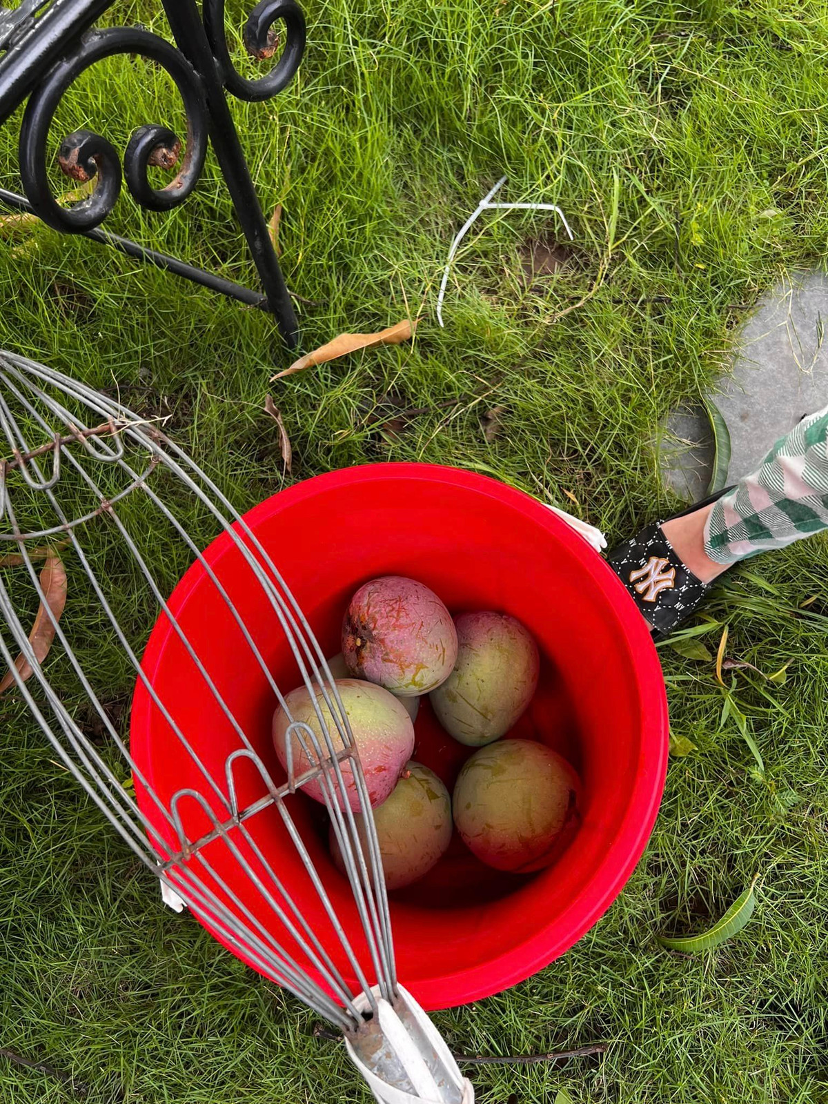 Mới đây, bà xã Xuân Bắc chia sẻ cảnh thu hoạch xoài trong vườn nhà khiến ai nấy cũng phải xuýt xoa. Ảnh: FBNV