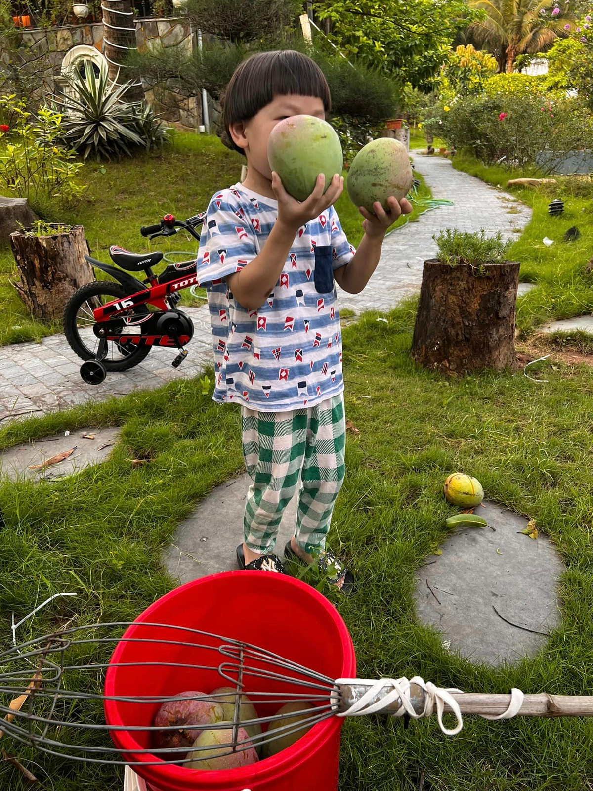 Quý tử thứ 3 nhà Xuân Bắc 2 tay cầm 2 trái xoài to, tròn trông thích mắt. Ảnh: FBNV