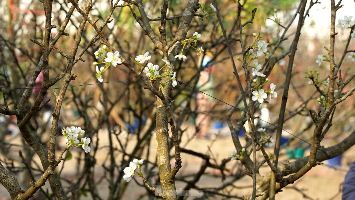 Bên cạnh hoa nhập khẩu, người Hà Nội còn chi bạc triệu cho thú chơi hoa lê sau Tết. Ảnh: VTCNews