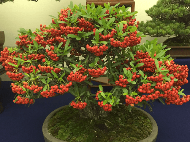 Dáng đẹp, giá cả phải chăng nên táo gai bonsai được đông đảo khách hàng ưa chuộng. Ảnh: Facebook