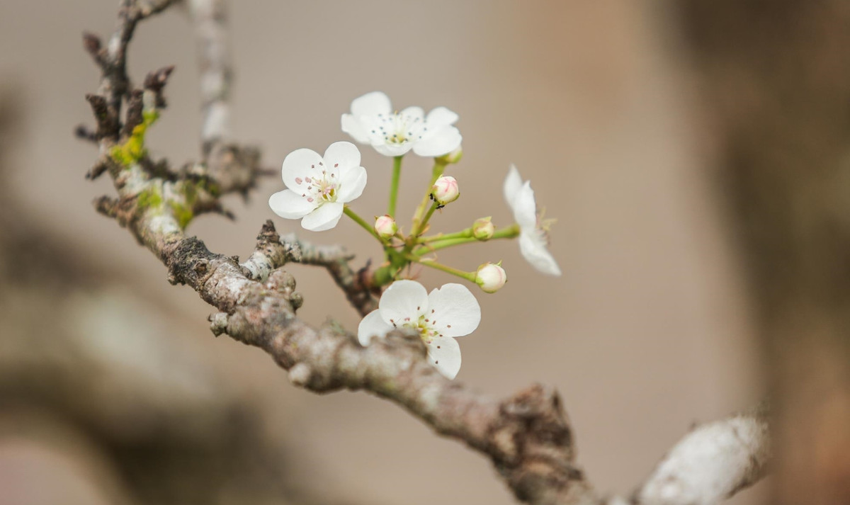 Những cành hoa lê có xuất xứ từ các tỉnh ở vùng núi phía Bắc như Lào Cai, Lạng Sơn, Cao Bằng... giá từ vài trăm đến hàng triệu đồng. Ảnh: VTCNews