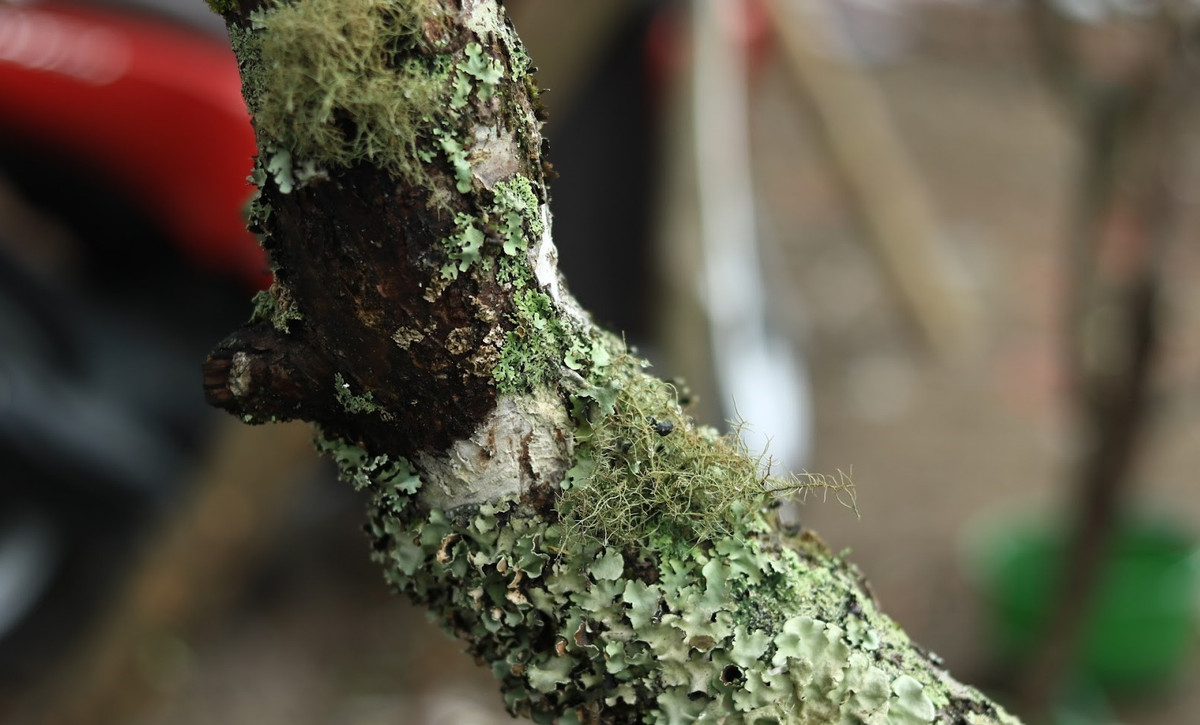 Thậm chí, những cành lê to dáng thế "độc", thân mốc, sai lộc giá lên tới hàng chục triệu đồng. Ảnh: Công luận