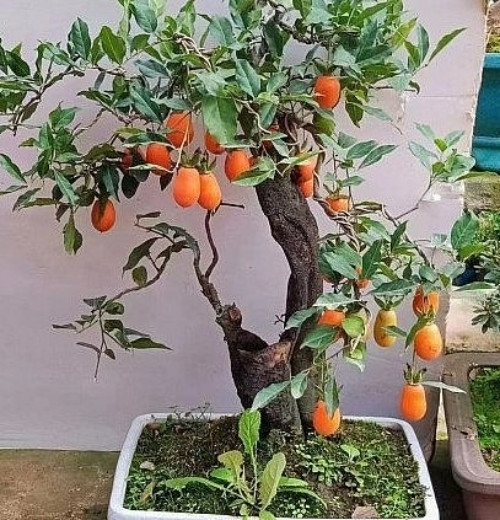 Xuất xứ từ Trung Quốc, hồng đá cẩm thạch thu hút đông đảo khách hàng đặt dù giá bán rất đắt đỏ, lên đến vài chục triệu đồng, thậm chí hàng trăm triệu đồng mỗi cây. Ảnh: Thuonghieusanpham