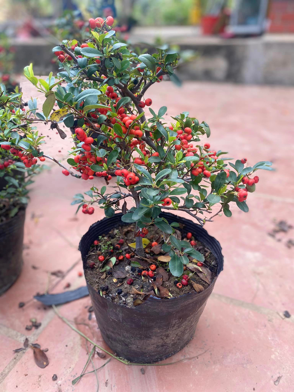 Những chậu táo gai với nhiều quả đỏ chi chít bắt mắt, cành nào cành nấy đều trĩu quả. Ảnh: Facebook