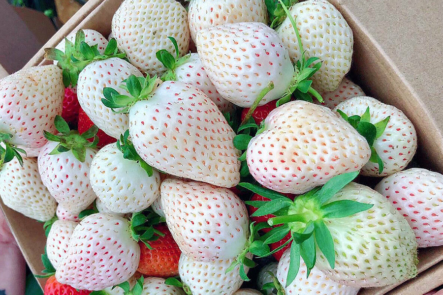 Vài năm gần đây, dâu tây Bạch Tuyết đã được trồng thành công tại Đà Lạt. Hiện tại, dâu Bạch Tuyết Đà Lạt có giá dao động từ 500.000 - 1 triệu đồng/kg, tuỳ thuộc vào size. Ảnh: Facebook