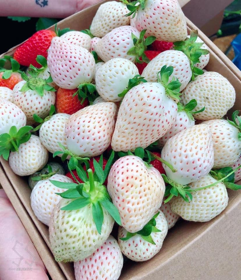 Một yếu tố nữa khiến giá dâu tây Bạch Tuyết cao là rất khó bảo quản. Khi thu hoạch, nếu dâu bị dập nhẹ không thể bán ra thị trường vì chúng sẽ hỏng ngay hôm sau. Ảnh: Facebook