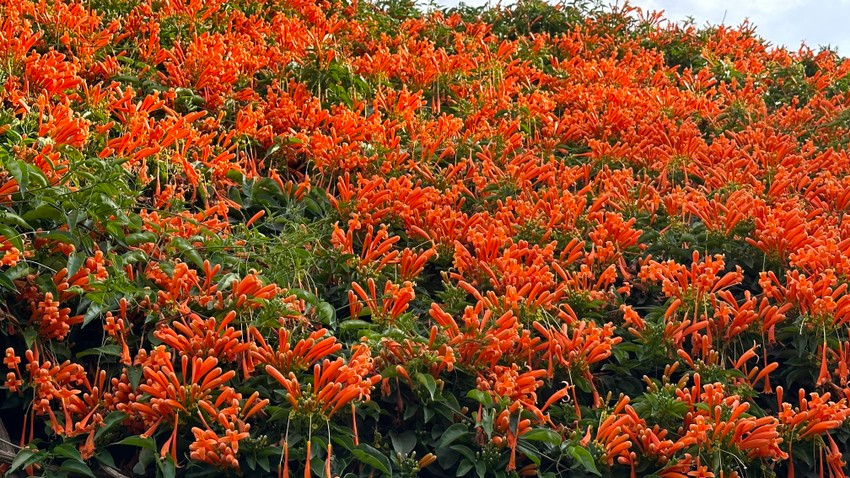 Hoa chùm ớt dễ trồng, dễ chăm sóc, có thể thích nghi với khí hậu vùng nhiệt đới hoặc cận nhiệt đới như ở nước ta. Ảnh: Plo