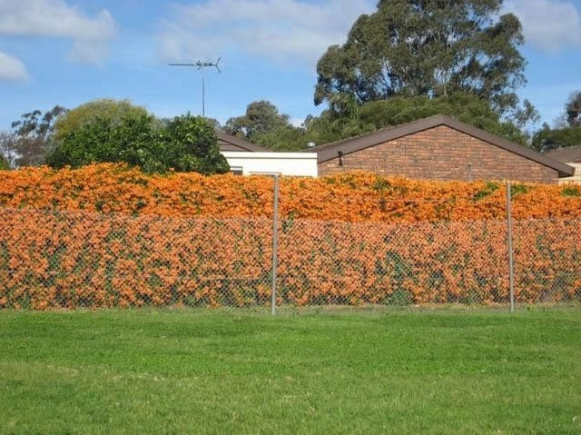 Nhiều gia đình trồng hoa xác pháp làm hàng rào hay ban công hay phủ trên mái nhà, vòm cổng rất đẹp. Ảnh: lamdong.tintuc