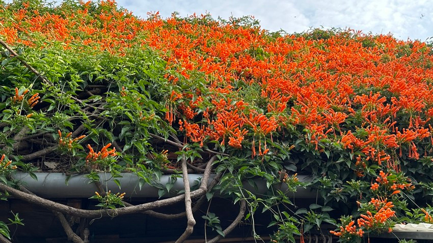 Căn nhà được phủ kín mái bởi sắc hoa rực rỡ tạo thành một khung cảnh đẹp mê hồn. Ảnh: Plo