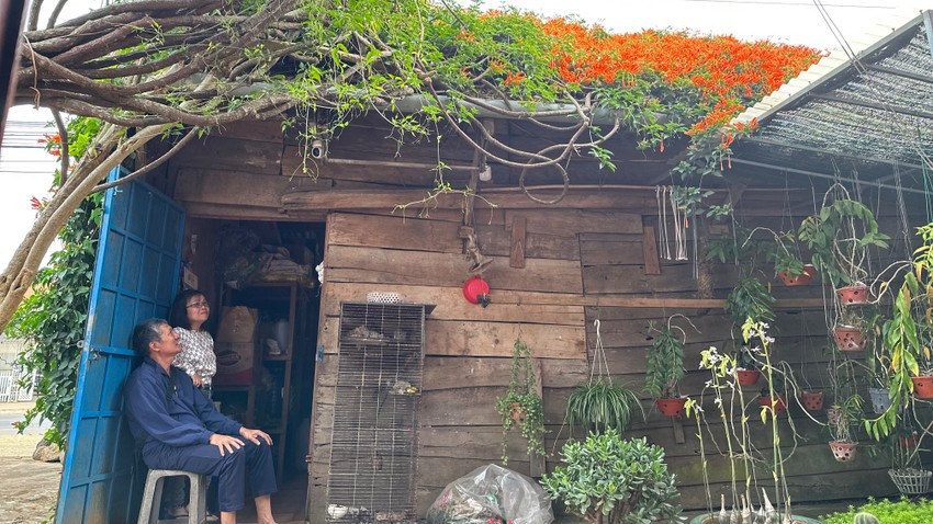 Hoa chùm ớt nở quanh năm nhưng rộ nhất là sau Tết đến đầu hè. Từ một cây dây leo ban đầu để làm hàng rào, giờ đây, cây chùm ớt đã phủ kín mái nhà và ba bức tường. Ảnh: Plo