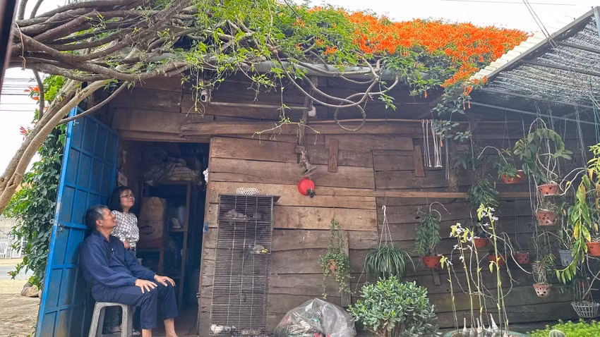 Hoa chùm ớt nở quanh năm nhưng rộ nhất là sau Tết đến đầu hè. Từ một cây dây leo ban đầu để làm hàng rào, giờ đây, cây chùm ớt đã phủ kín mái nhà và ba bức tường. Ảnh: Plo