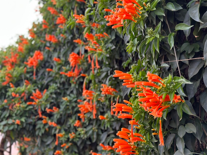 Được biết, gia chủ đã trồng cây hoa chùm ớt này được trồng cách đây 16 năm. Ảnh: Plo