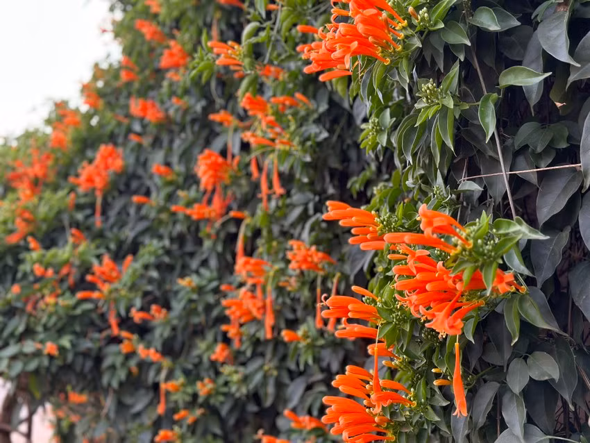 Được biết, gia chủ đã trồng cây hoa chùm ớt này được trồng cách đây 16 năm. Ảnh: Plo