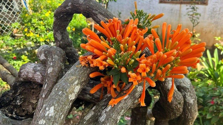 Khi ngôi nhà phủ kín hoa chùm ớt nổi tiếng trên mạng xã hội, nhiều du khách ghé qua để chụp ảnh, mọi người trong nhà đều thấy vui và nhiệt tình đón tiếp. Ảnh: Plo