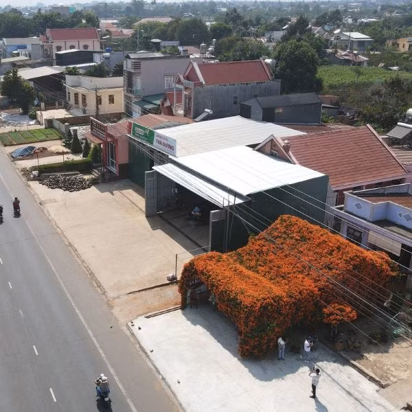 Nhiều người ngỏ ý mua lại gốc để về trồng nhưng gia chủ không bán. Ảnh: Vnexpress