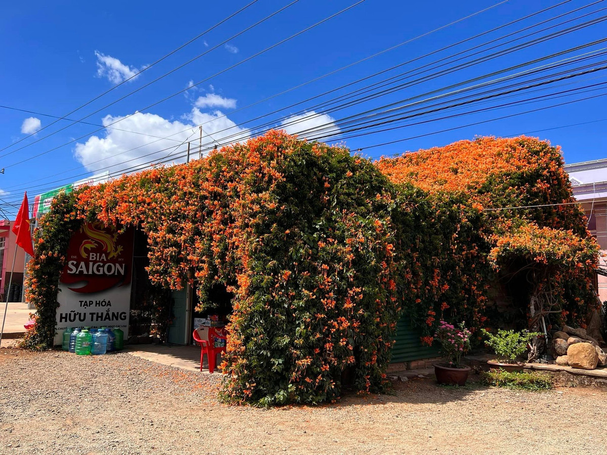 Hoa chùm ớt (hay còn gọi hoa xác pháo) với sắc cam rực rỡ phủ kín cả tiệm tạp hoá rất bắt bắt. Ảnh: Trithuctre