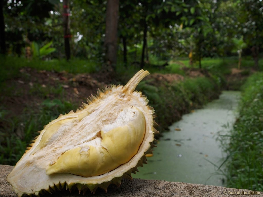Thêm vào đó, nước sông Chao Phraya chảy qua Nonthaburi, giúp cho đất ở đây trở nên màu mỡ hơn. Ảnh: Yearofthedurian