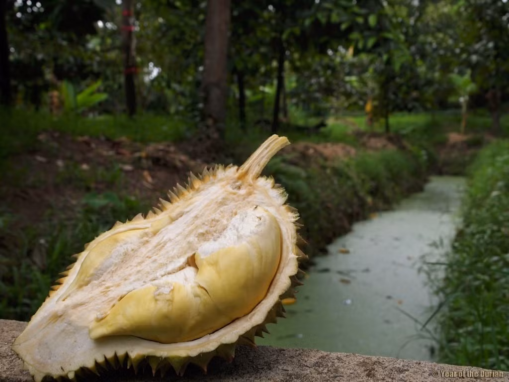 Thêm vào đó, nước sông Chao Phraya chảy qua Nonthaburi, giúp cho đất ở đây trở nên màu mỡ hơn. Ảnh: Yearofthedurian