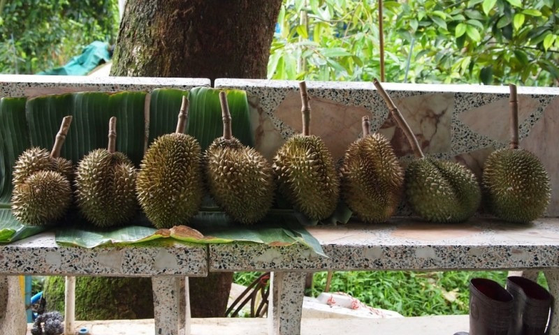 Riêng giống sầu riêng Kanyao, một năm cho thu hoạch 10 trái. Ảnh: Getty