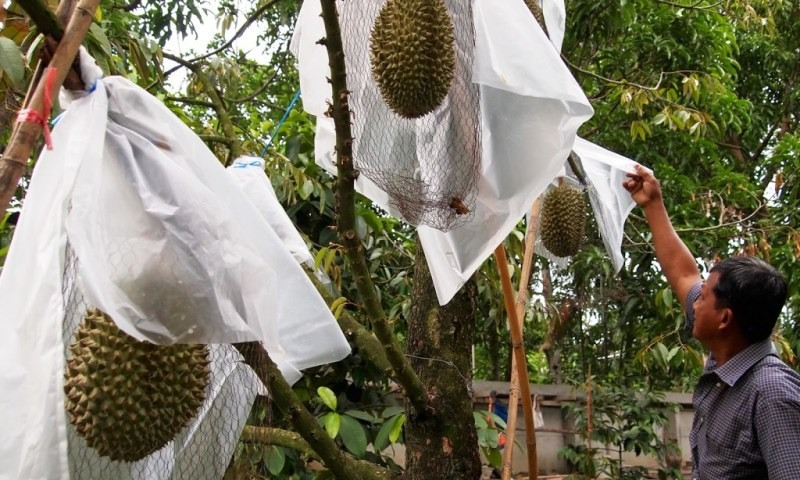 Sầu riêng ở Nonthaburi có hương vị đặc biệt là vì hai lý do chính: Môi trường của Nonthaburi và hoạt động trồng trọt của nông dân tại đây. Ảnh: Yearofthedurian