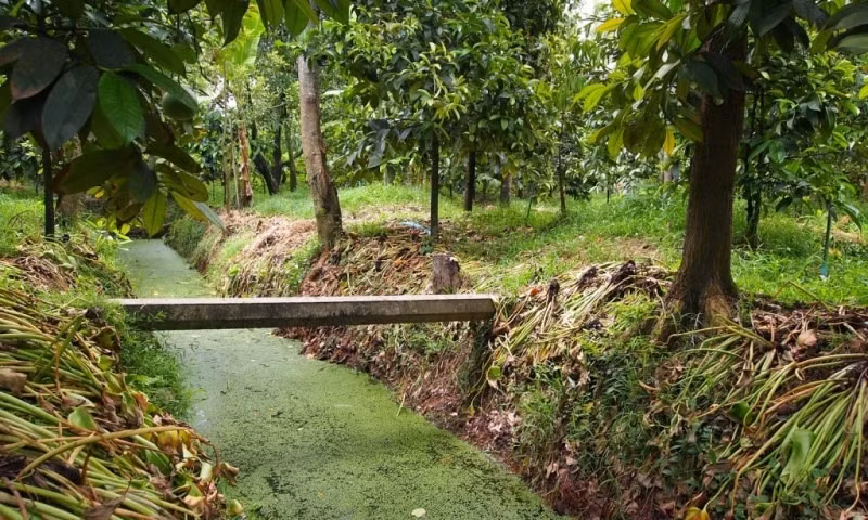 Nông dân tại Nonthaburi trau dồi kỹ thuật trồng sầu riêng qua nhiều thế hệ, sử dụng các nguồn lực và kỹ năng để tạo ra những trái sầu riêng chất lượng cao nhất có thể. Ảnh: Yearofthedurian