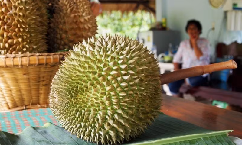 Trái sầu riêng Kanyao có kích thước vừa phải, hình dáng đẹp và độ chín hoàn hảo, phần cuống dài và thẳng, khoảng 10 đến 14 cm. Ảnh: Getty