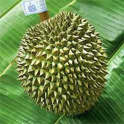 Sầu riêng ở Nonthaburi phải mất khoảng 6 năm mới cho trái. Sau khi ra hoa, phải mất từ 90 - 150 ngày mới ra quả, tùy thuộc vào giống cây. Ảnh: Yearofthedurian