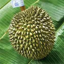 Sầu riêng ở Nonthaburi phải mất khoảng 6 năm mới cho trái. Sau khi ra hoa, phải mất từ 90 - 150 ngày mới ra quả, tùy thuộc vào giống cây. Ảnh: Yearofthedurian