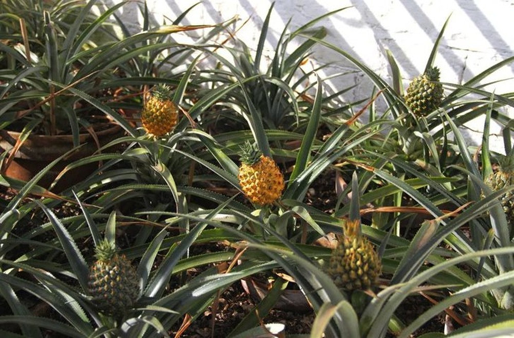 Chưa hết, dứa Heligan phải được nuôi trồng bằng kỹ thuật lâu đời có từ thời kỳ Victoria - vô cùng tốn kém - thường mất chi phí lên tới 1.200 bảng Anh (hơn 35 triệu đồng).