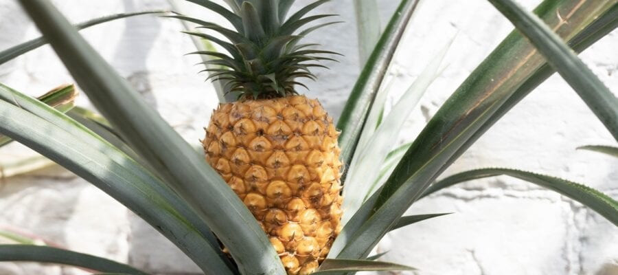 Dứa Heligan được miêu tả có vị ngon đặc biệt và không hề bị xơ. Vì thế, loại dứa này được nhiều người trong giới thượng lưu “săn lùng”.