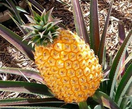 Thậm chí có thời điểm, sở hữu 1 quả dứa Heligan cũng là biểu tượng cho việc có địa vị và sự giàu có.